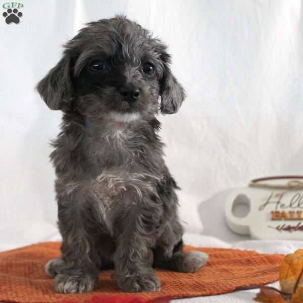 Dolly, Yorkie Poo Puppy